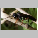 Tenthredo atra - Blattwespe 01d.jpg